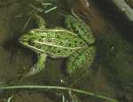 Northern Leopard Frog