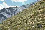 Alpine Herbs