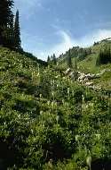Rocky Mountain Natural Region