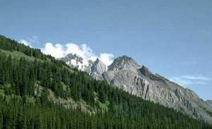 Subalpine Region Landscape