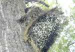 Porcupines In a Tree