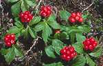 Bunchberry plant