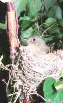 Flycatcher-willow