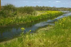 Foothills stream