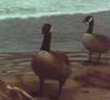 Canada Geese on the shoreline