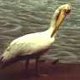 Pelican Foraging on the Shore