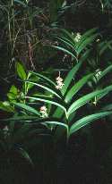 Star-flowered Solomon's seal