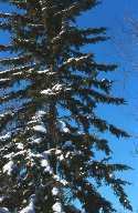 White Spruce