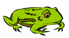 Illustration of the Canadian Toad