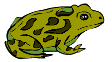 Illustration of the Great Plains Toad