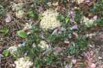Woodland Caribou food -lichens