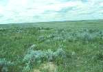 Grassland Landscape