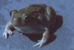 Plains Spadefoot Toad