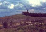 Pulpwood Forest Clearcutting