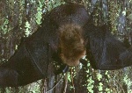 Hanging Bat