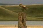 Burrowing Owl