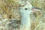Young Long-billed Curlew