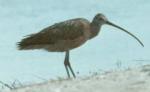 Long-billed Curlew