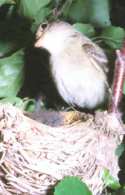 Flycatcher Willow