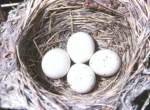 Flycatcher Willow eggs