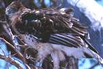 Ferruginous Hawk