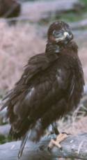 Young Ferruginous Hawk