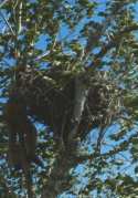 Ferruginous Hawk Nesting Site