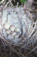 Loggerhead Shrike Nest with Eggs