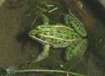 Northern Leopard Frog