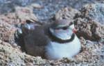 Piping Plover in the nest