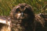 Short-eared Owl