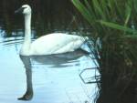 Trumpeter Swan