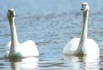 Trumpeter Swans