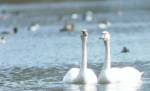 Trumpeter Swan