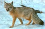 Swift Fox