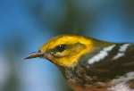 Black Throated Green Warbler