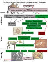 The creation of a fossil