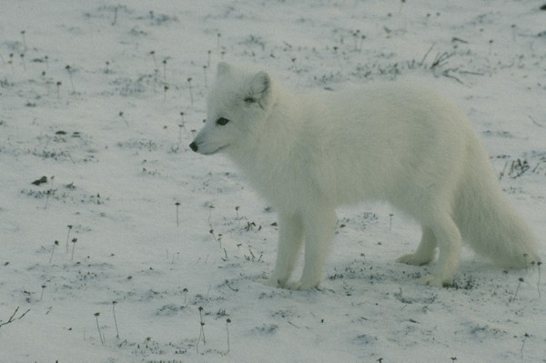  [Arctic Fox] 