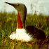  [Red-throated Loon thumbnail] 