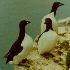  [Thick-billed Murre thumbnail] 