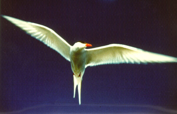  [Arctic Tern] 