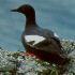  [Black Guillemot thumbnail] 