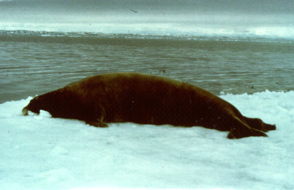  [Bearded Seal] 