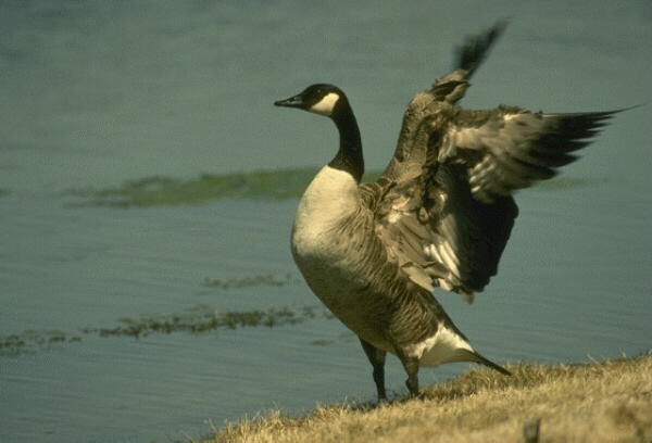  [Canada Goose] 