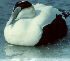  [Common Eider thumbnail] 