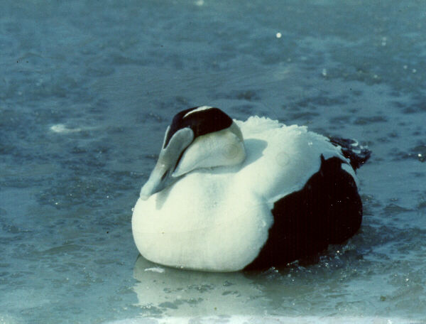  [Common Eider] 