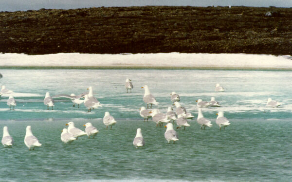  [Glaucous Gull] 