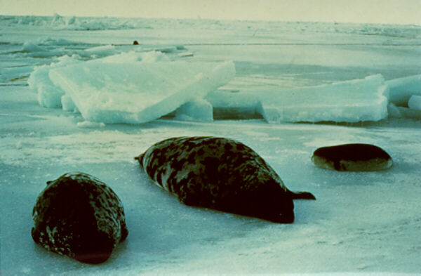  [Hooded Seal] 