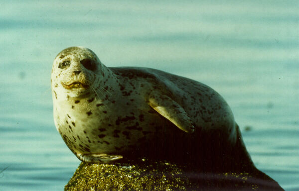  [Harbour Seal] 