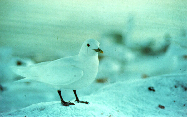  [Ivory Gull] 